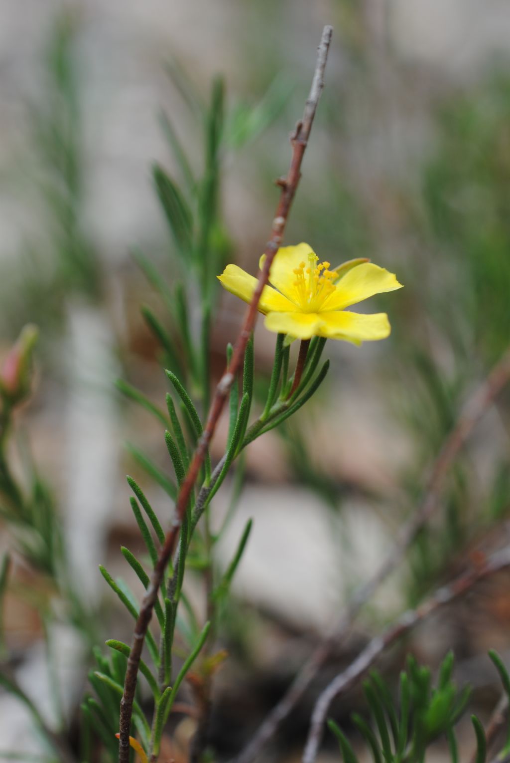 Fumana?  S, Fumana ericifolia (= Fumana ericoides) -Cistaceae