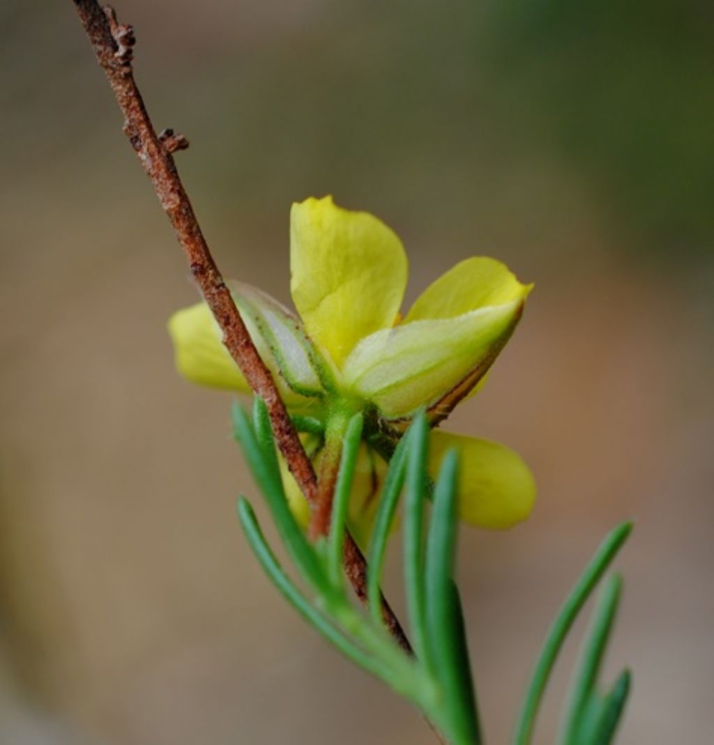 Fumana?  S, Fumana ericifolia (= Fumana ericoides) -Cistaceae