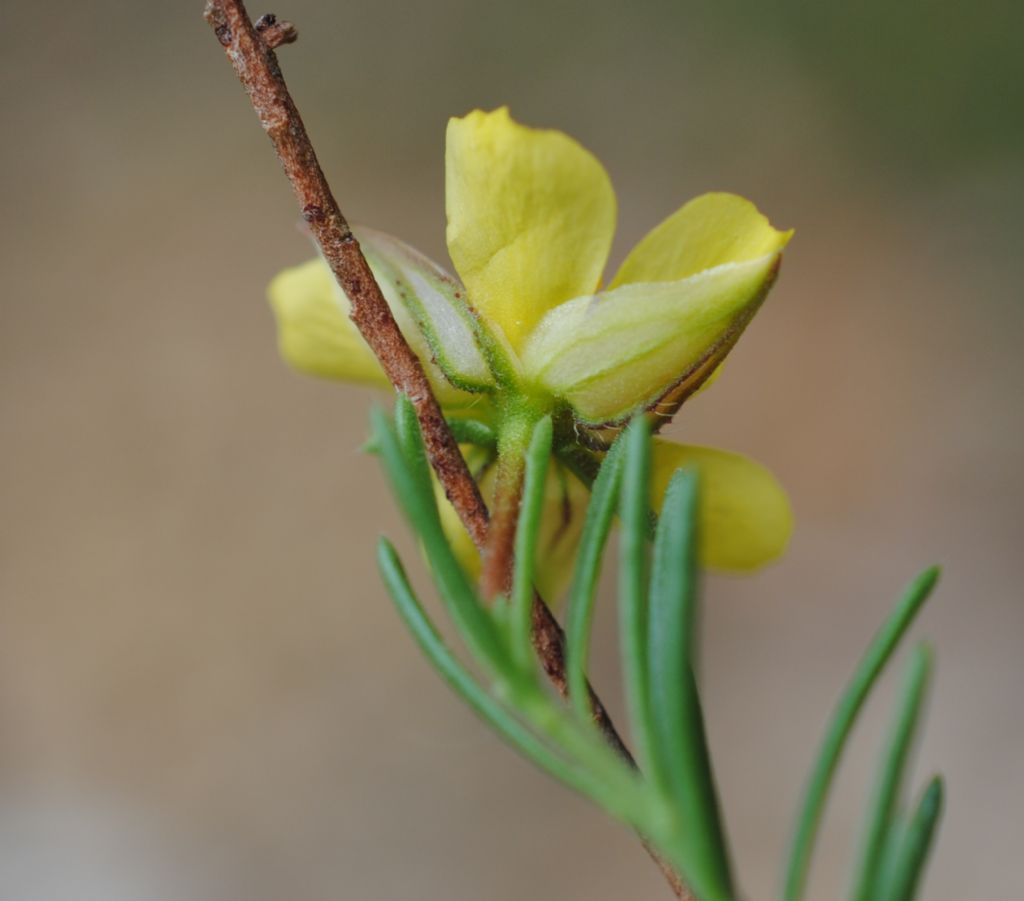 Fumana?  S, Fumana ericifolia (= Fumana ericoides) -Cistaceae