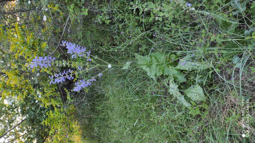 Salvia pratensis