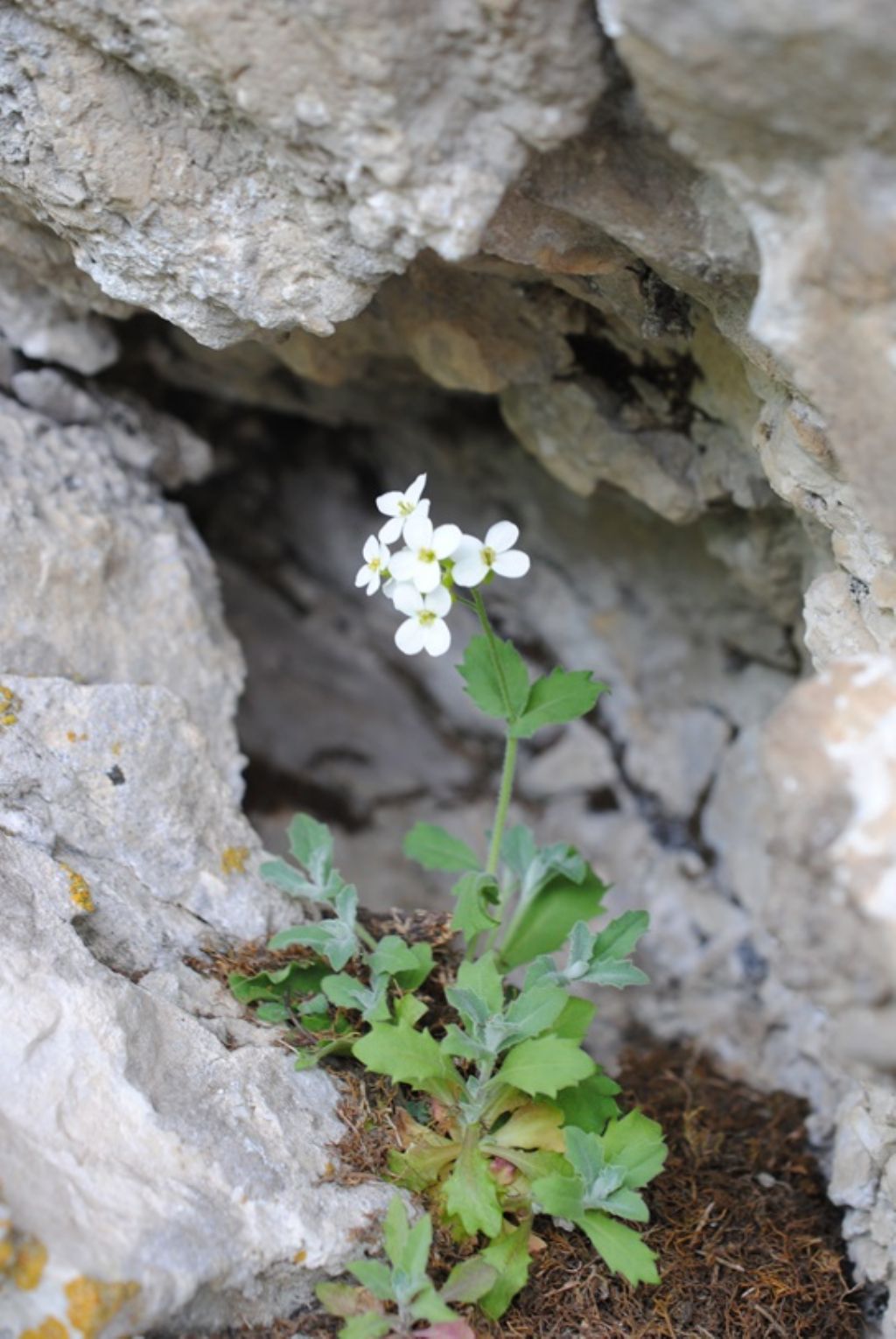 Arabis alpina? S