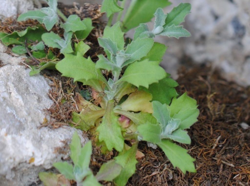 Arabis alpina? S