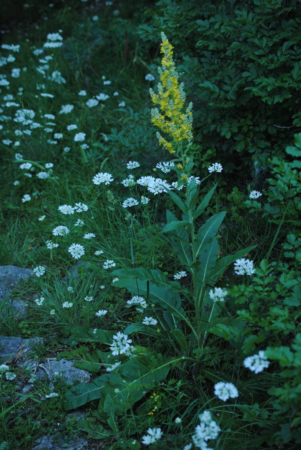 Verbascum lychnitis (Scrophulariaceae)