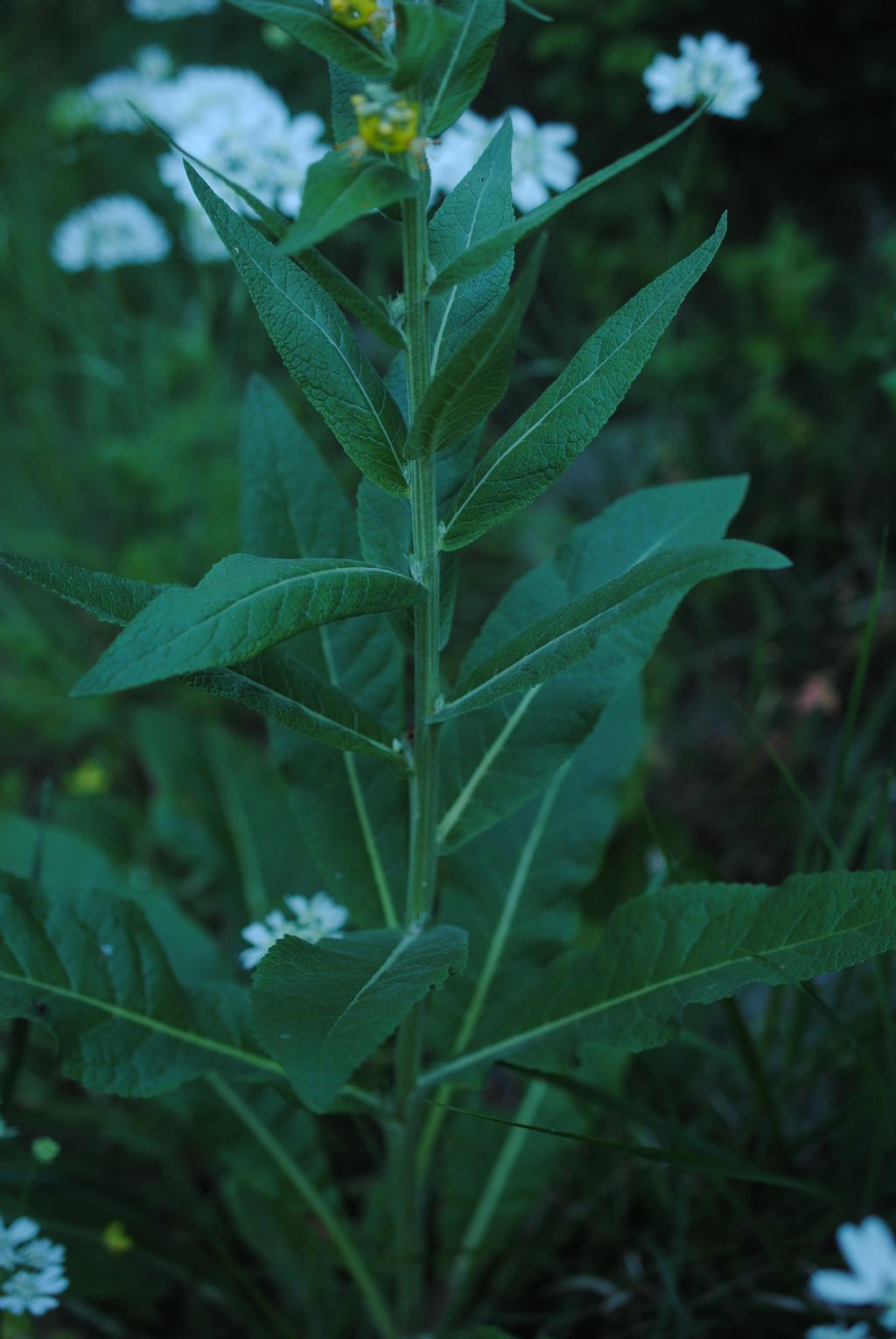Verbascum lychnitis (Scrophulariaceae)