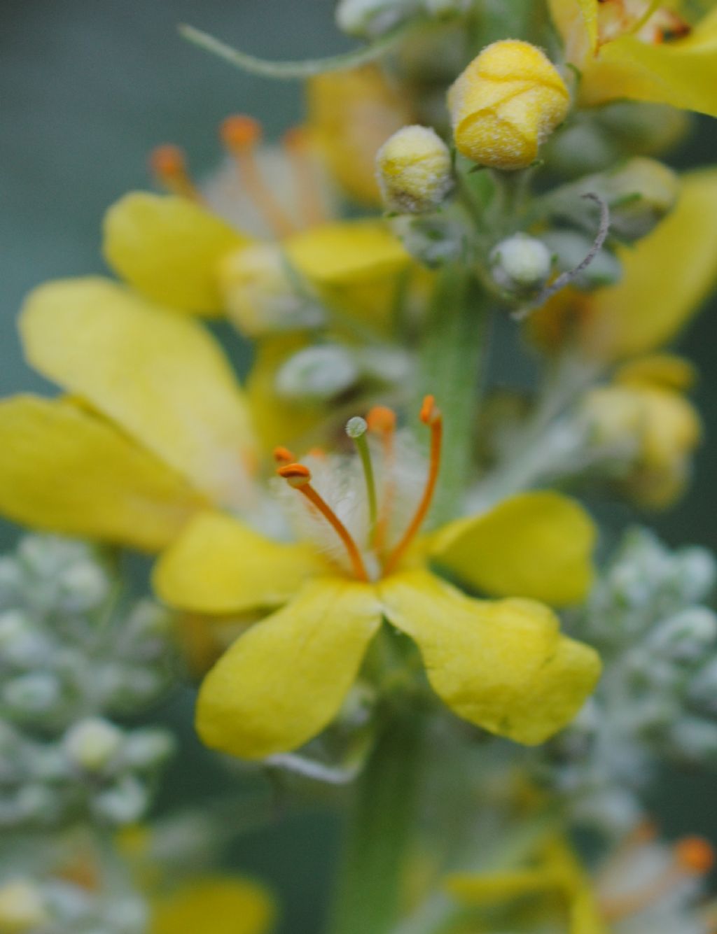 Verbascum lychnitis (Scrophulariaceae)