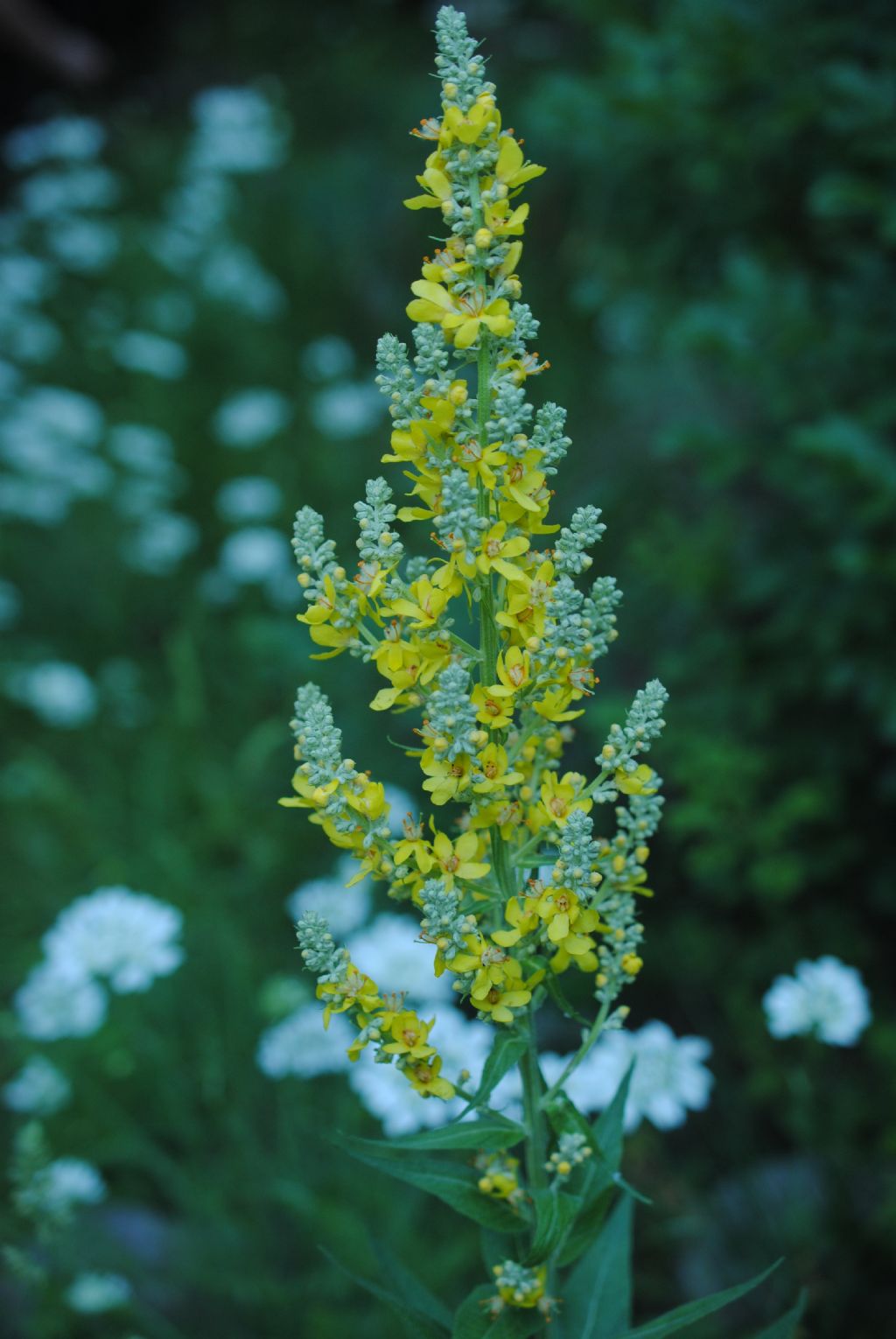 Verbascum lychnitis (Scrophulariaceae)