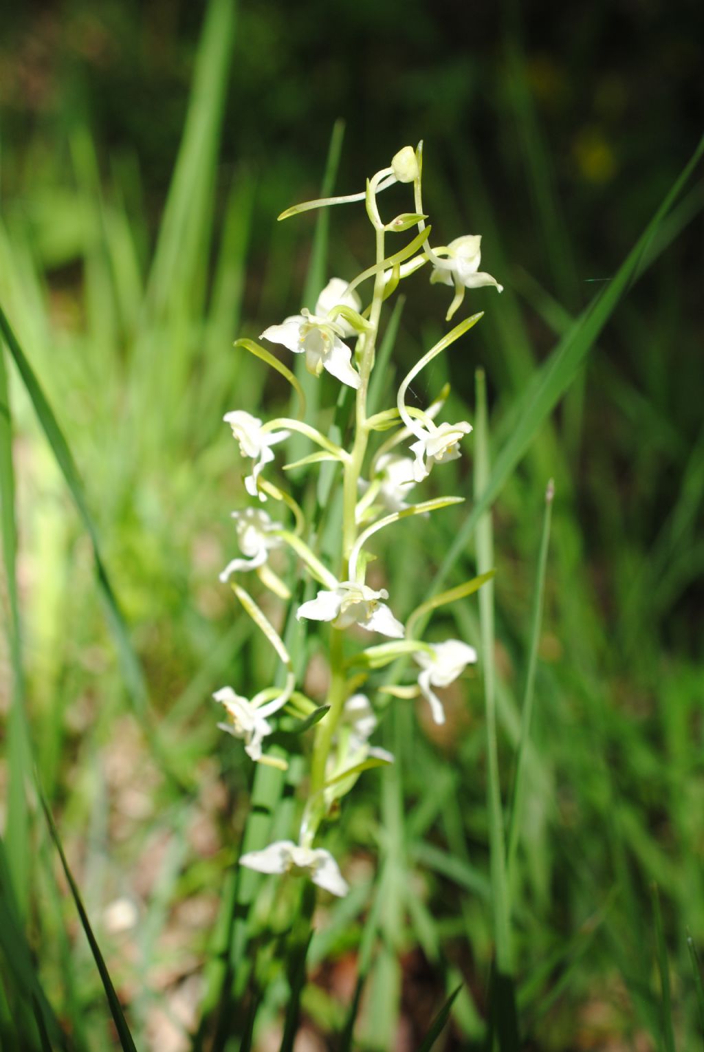 Platanthera bifolia??