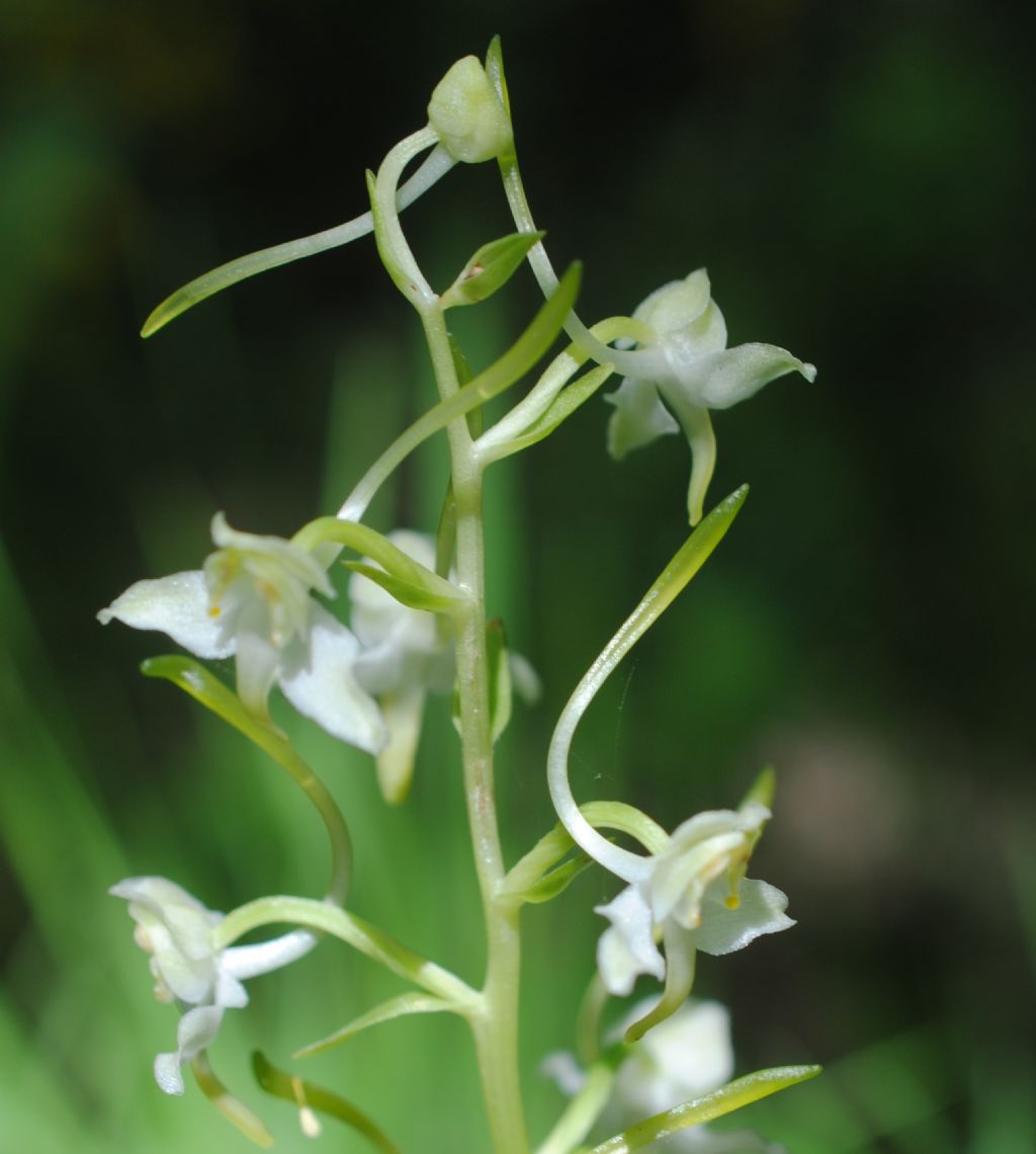 Platanthera bifolia??