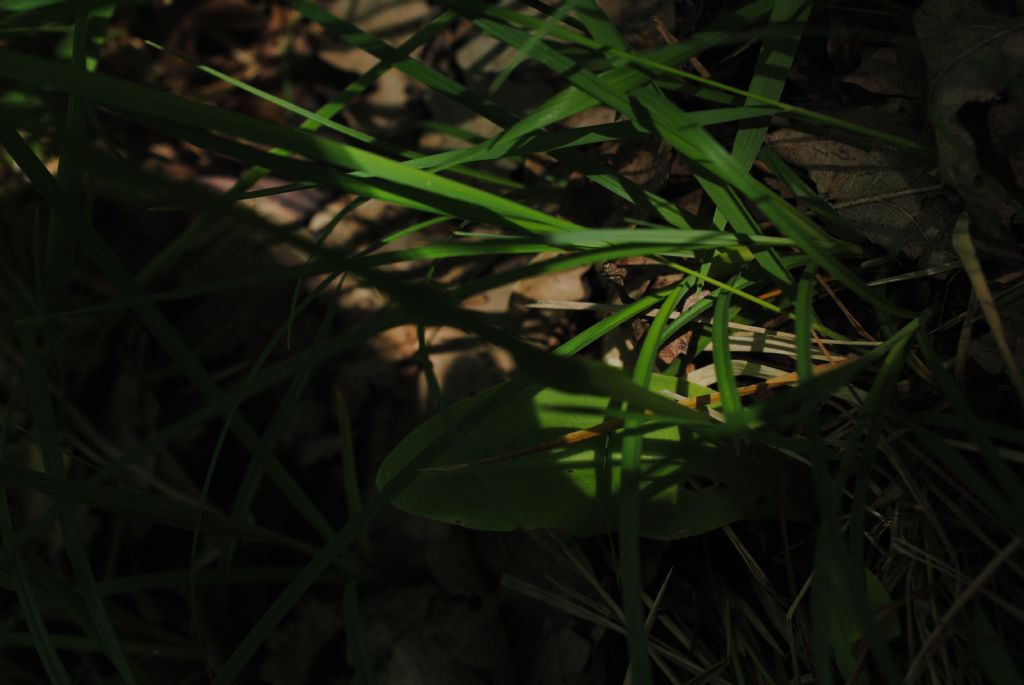 Platanthera bifolia??