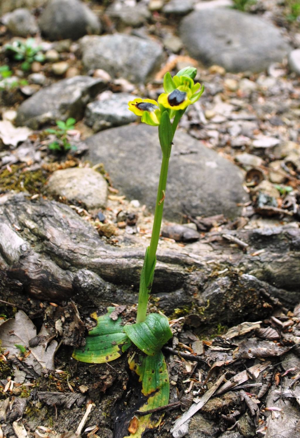 Ophrys lutea?