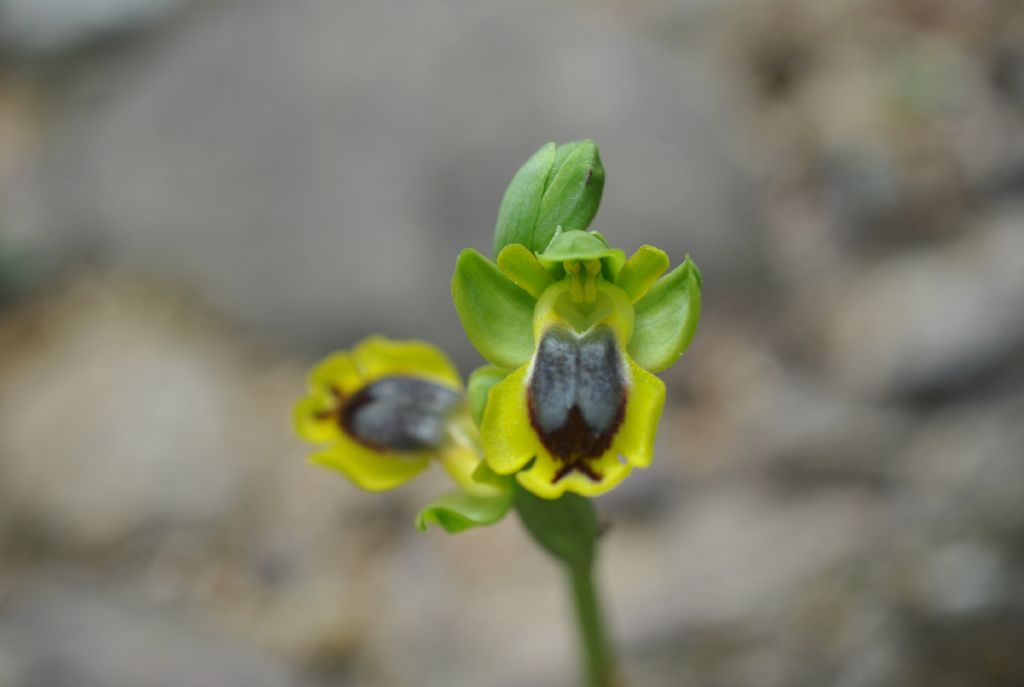 Ophrys lutea?