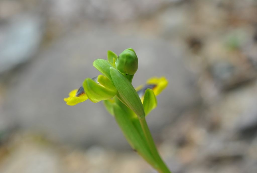 Ophrys lutea?
