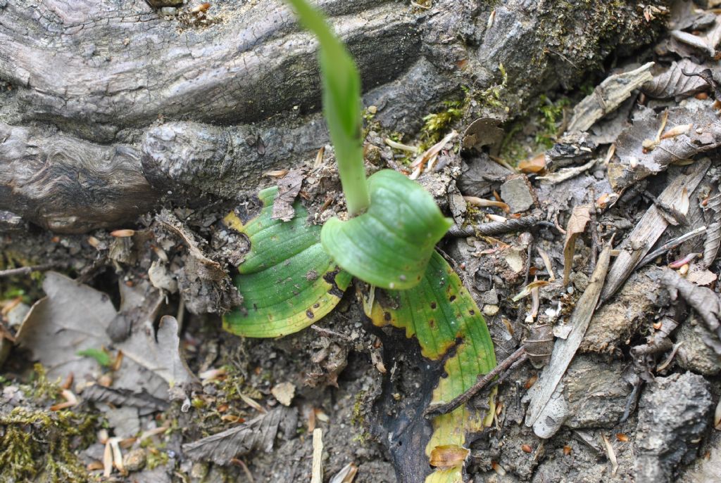 Ophrys lutea?