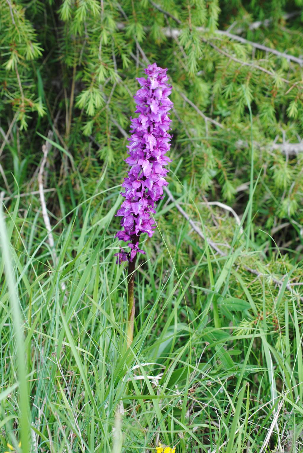 Orchis mascula.??