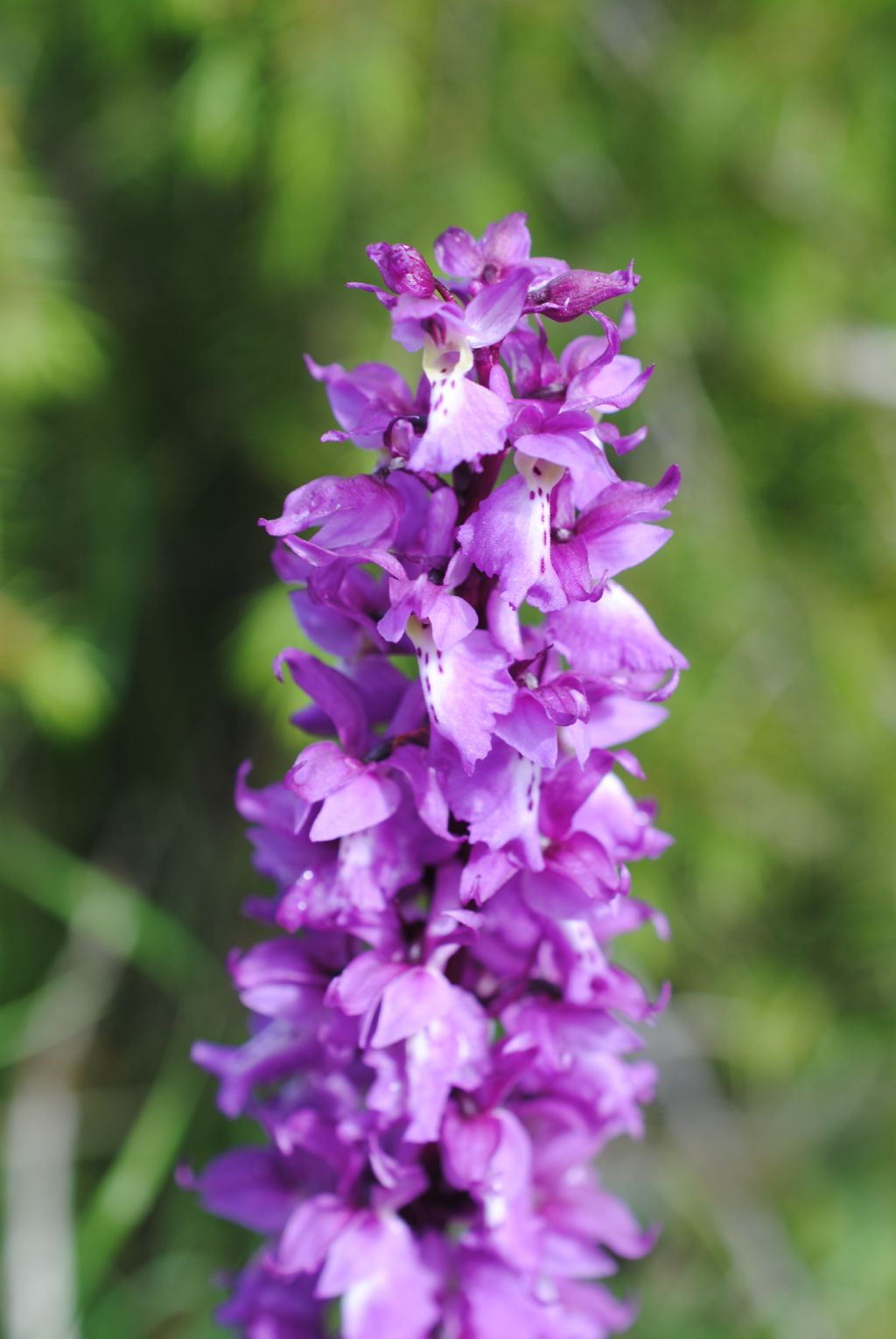 Orchis mascula.??
