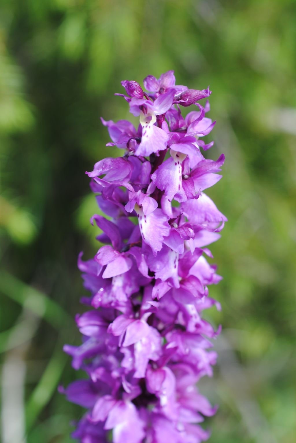 Orchis mascula.??