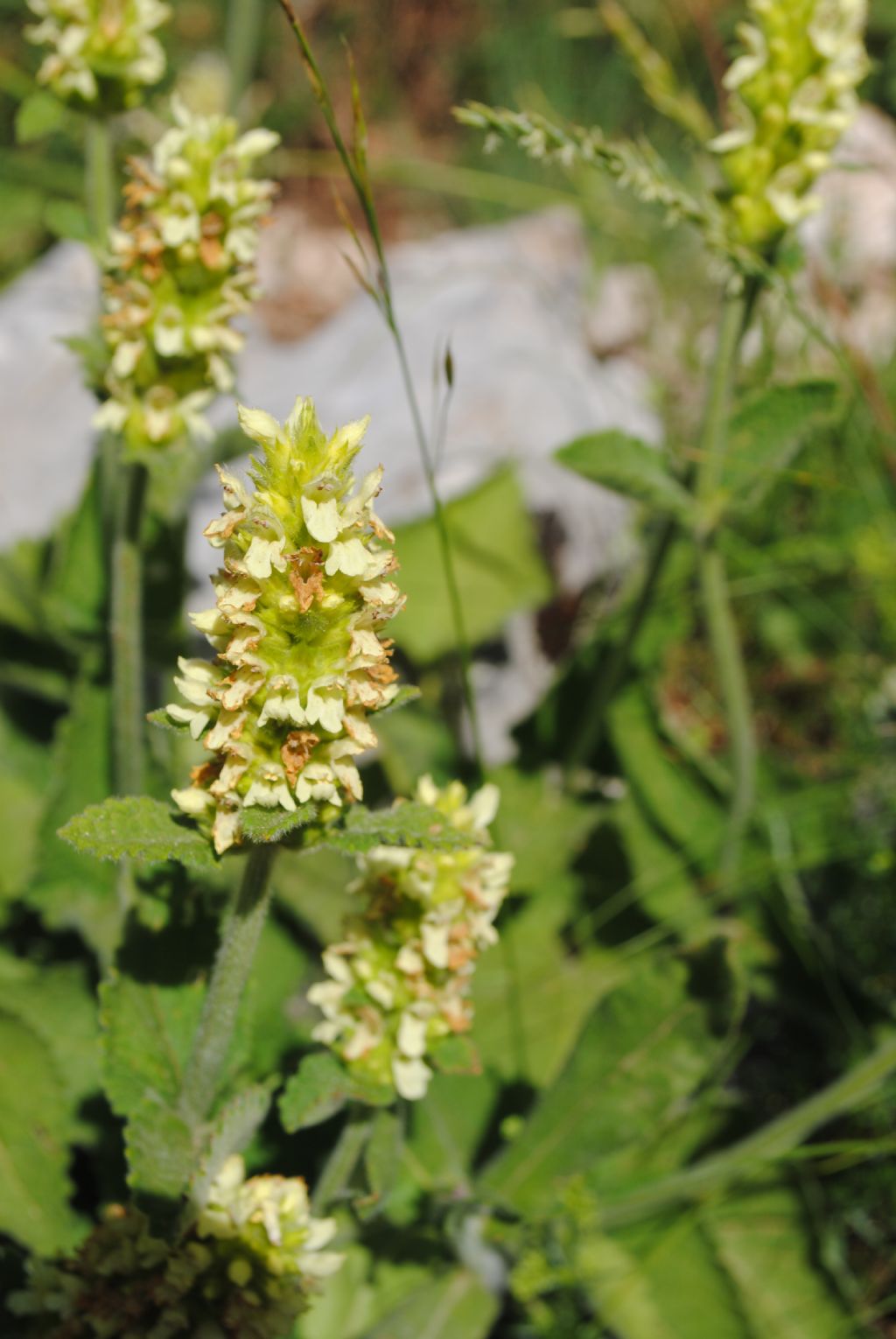 Stachys alopecurus???