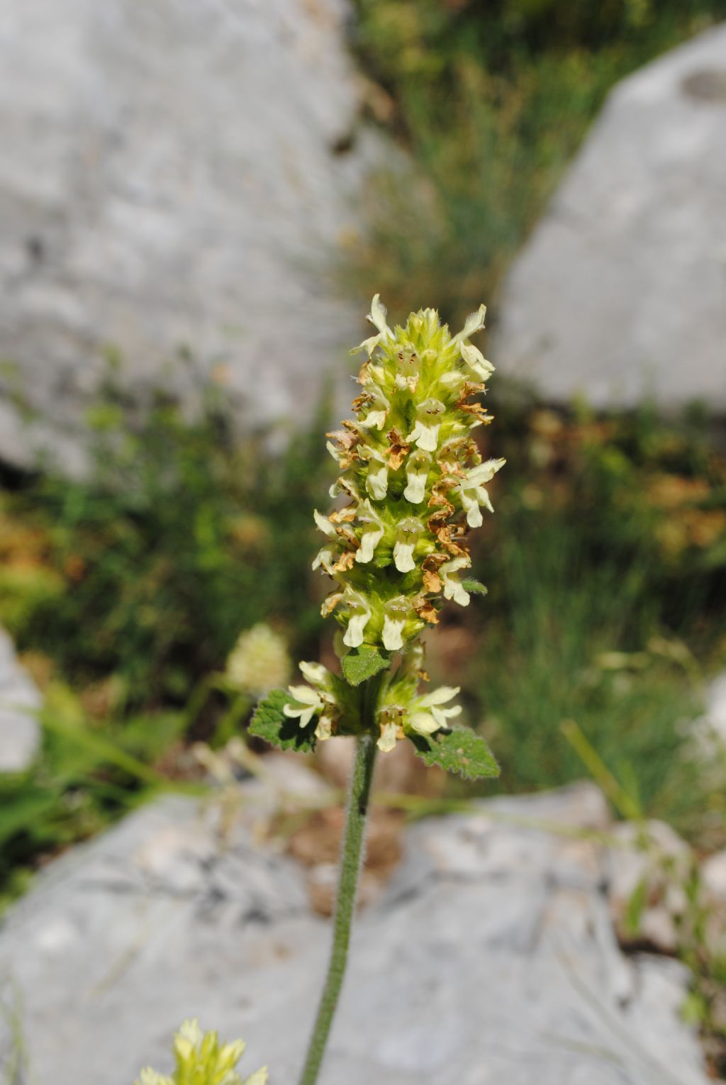 Stachys alopecurus???