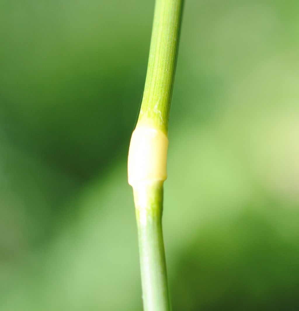 Phalaris arundinacea subsp. arundinacea