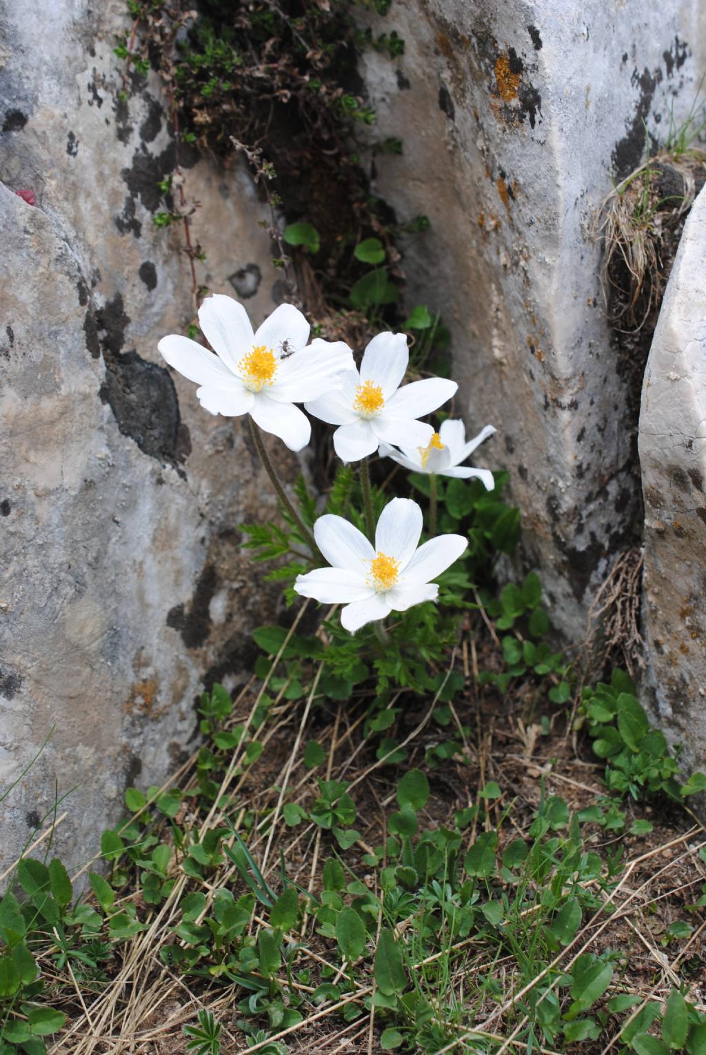 Pulsatilla alpina  subsp. millefoliata ?