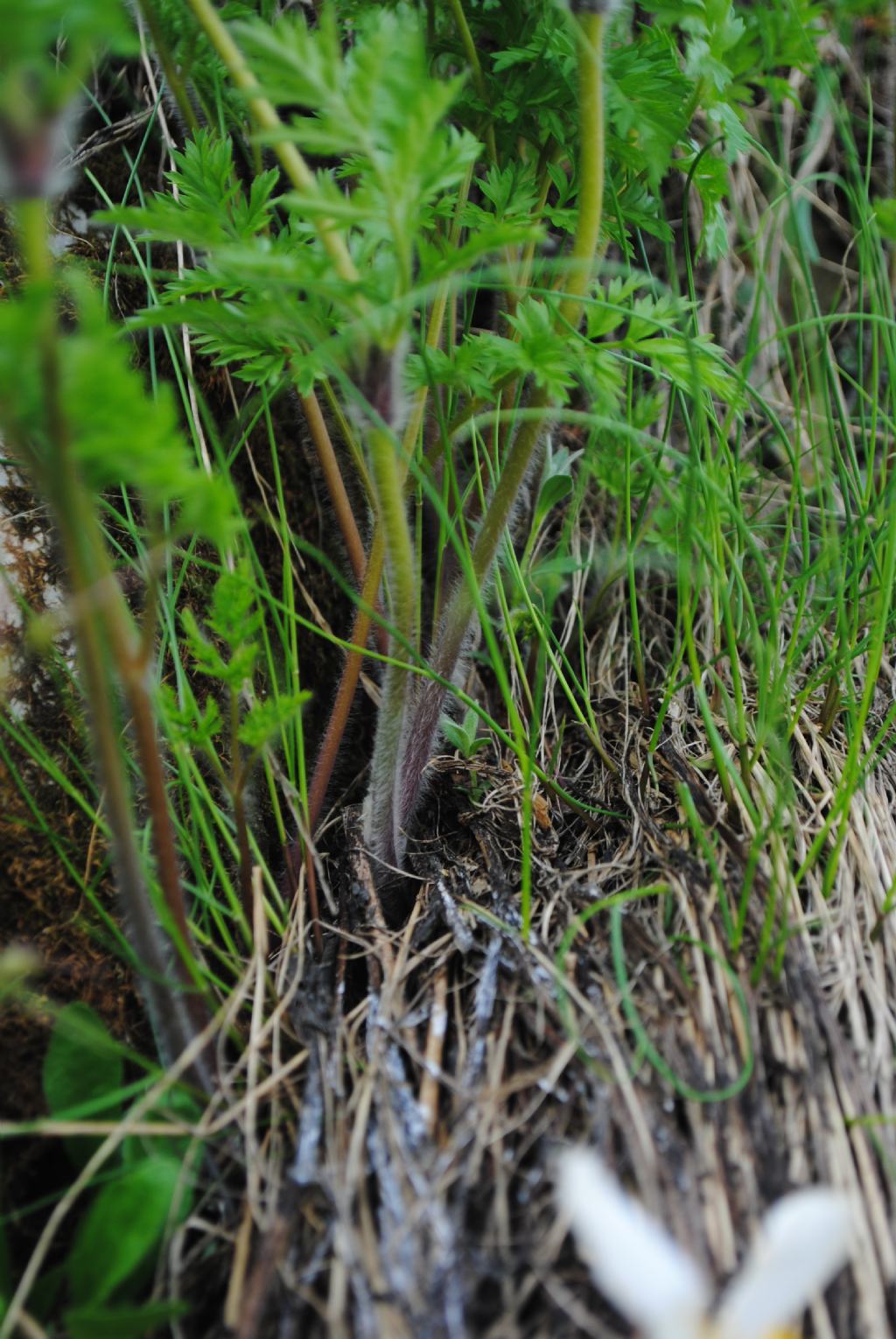 Pulsatilla alpina  subsp. millefoliata ?