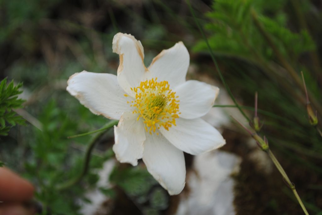 Pulsatilla alpina  subsp. millefoliata ?