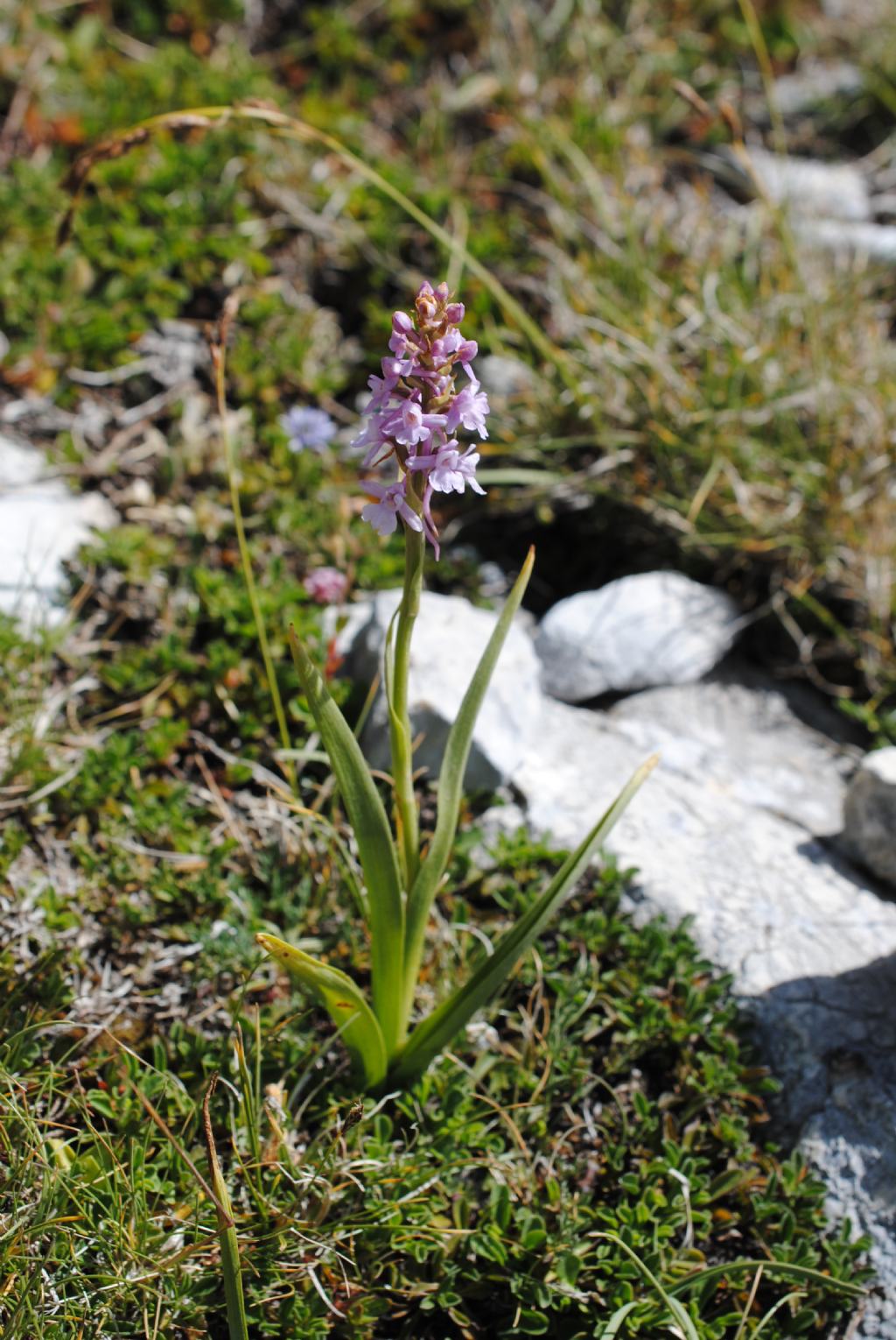 Anacamptis?