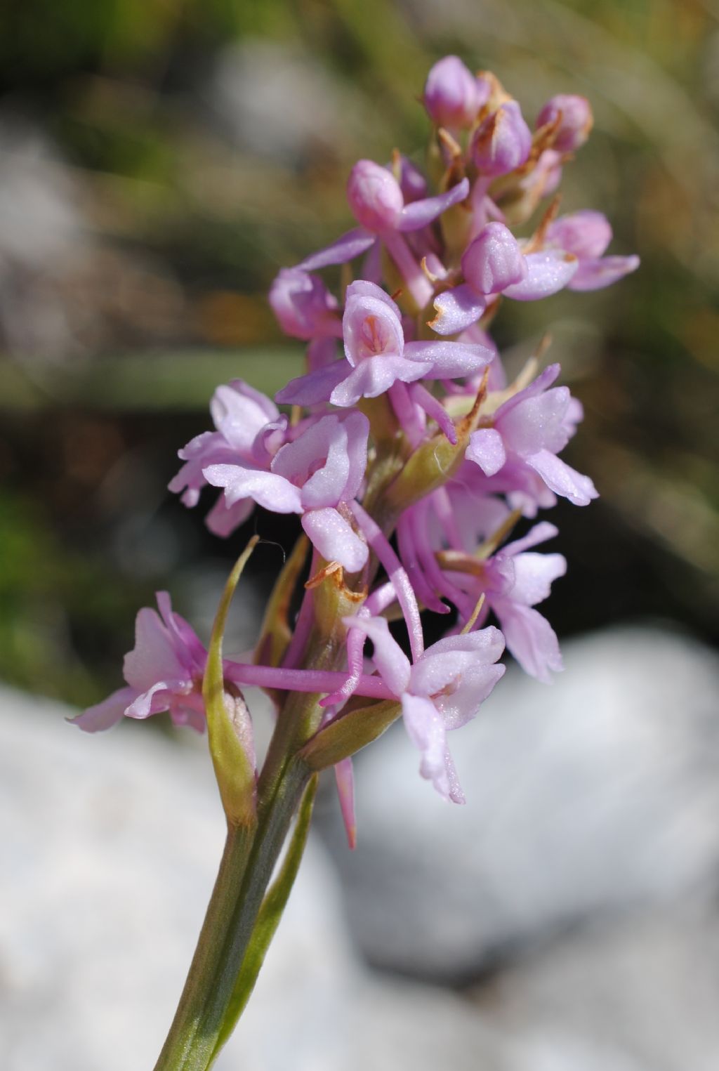 Anacamptis?