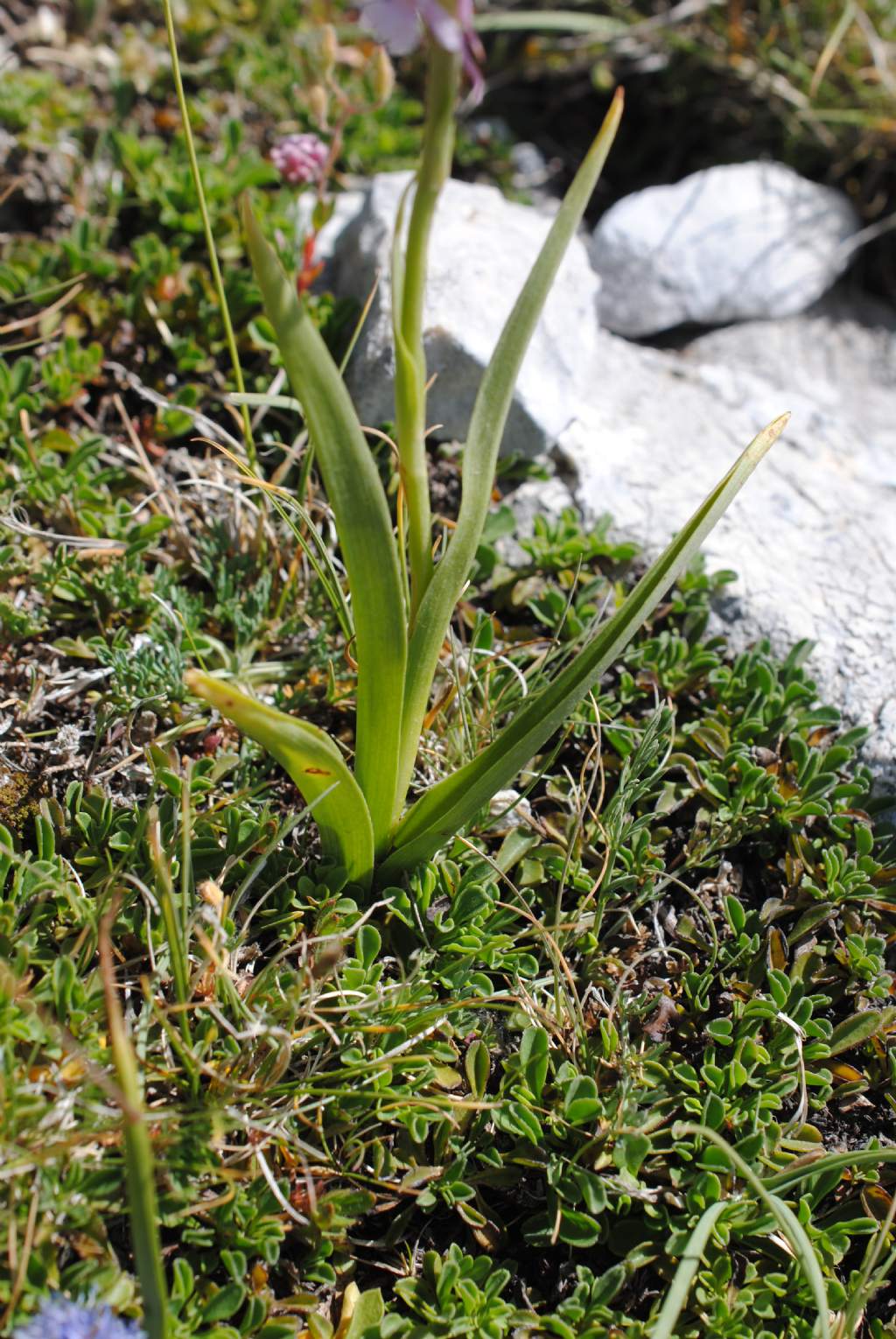 Anacamptis?