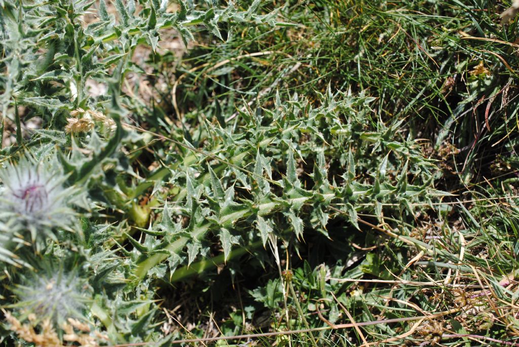 Cardo da determinare