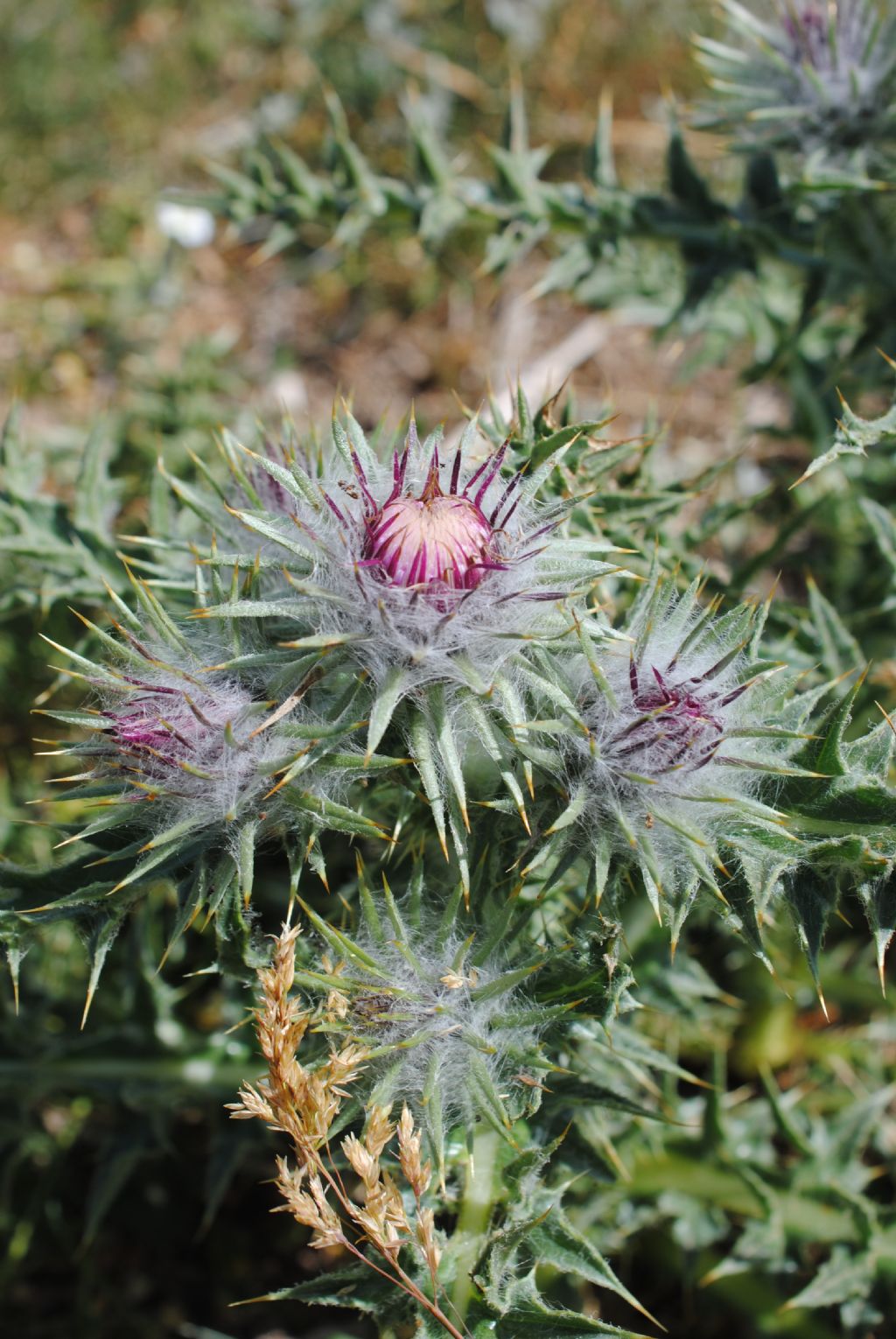 Cardo da determinare
