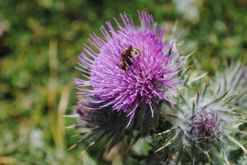 Cardo da determinare