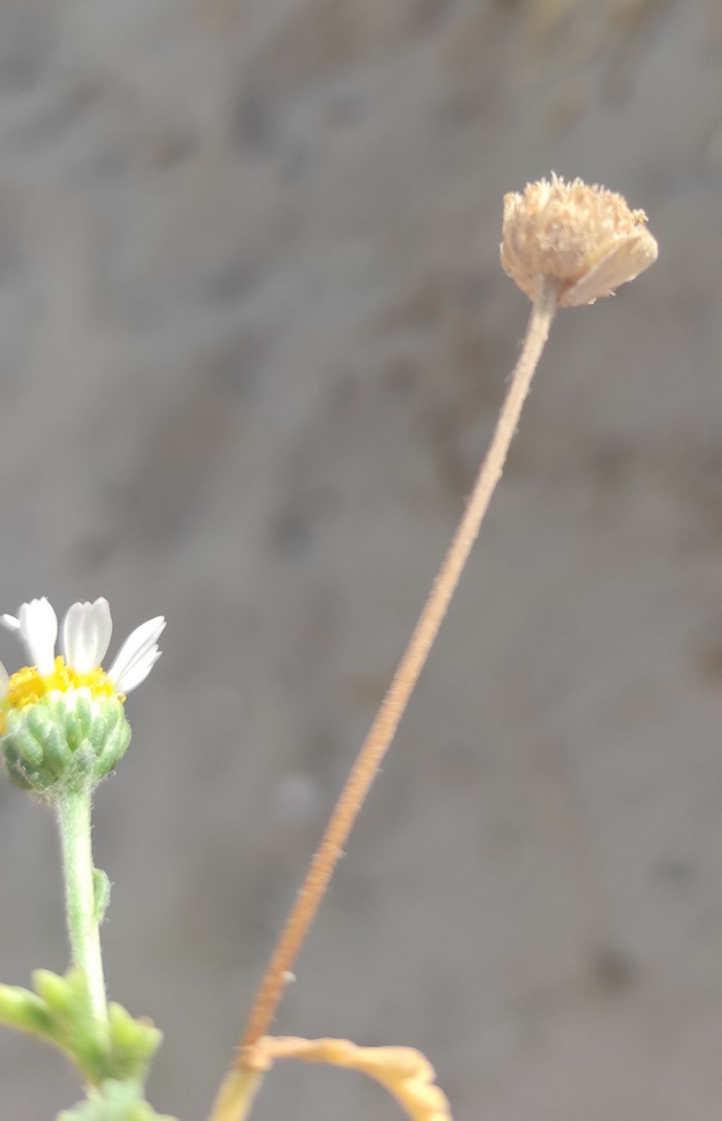 Anthemis?