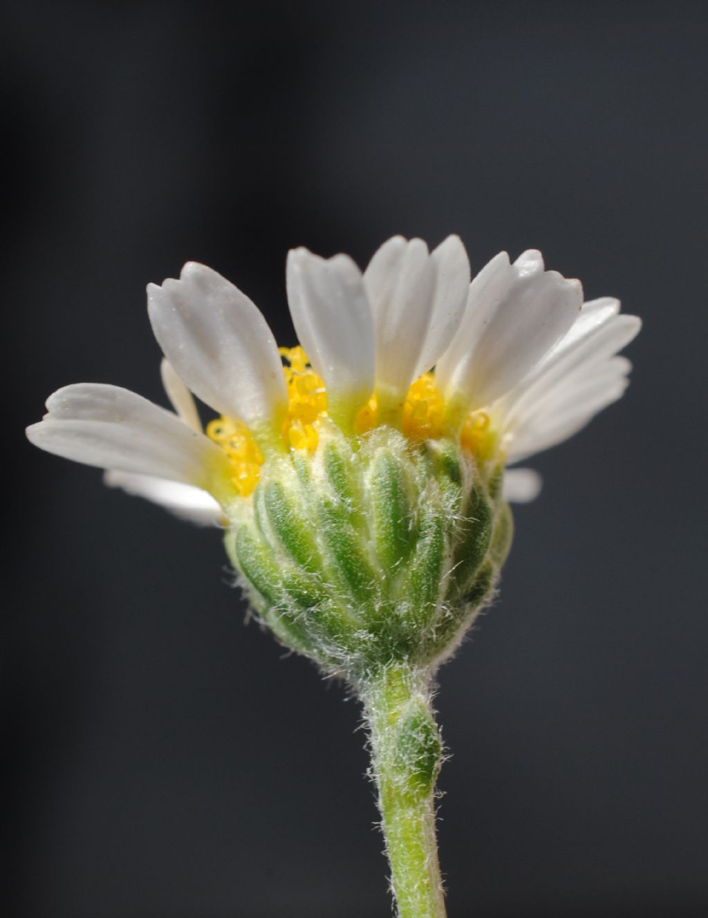 Anthemis?