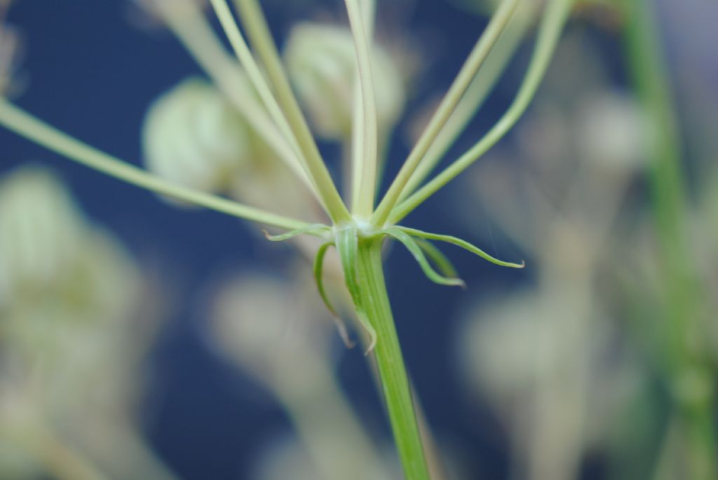 Cachrys pungens??