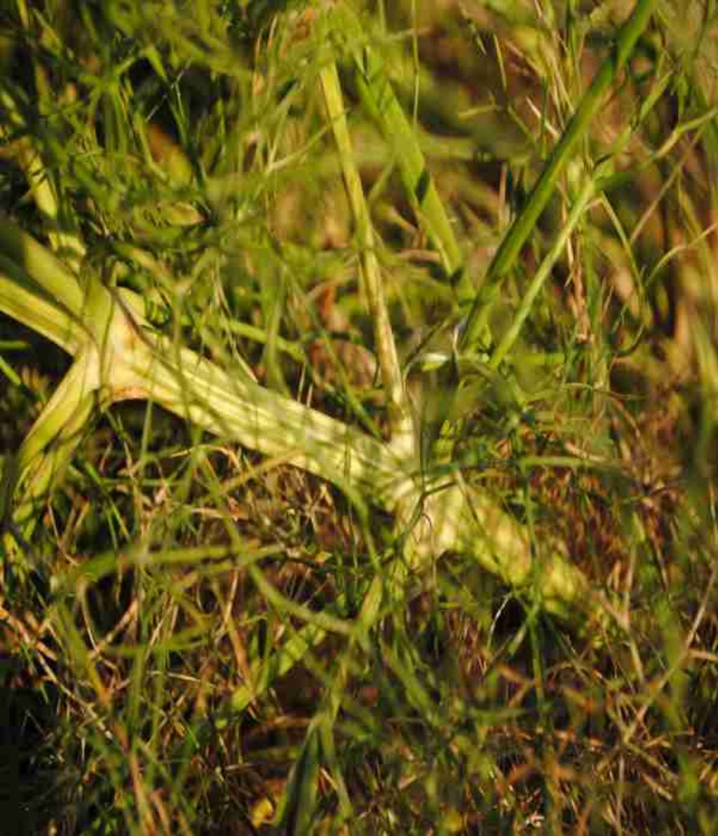Cachrys pungens??