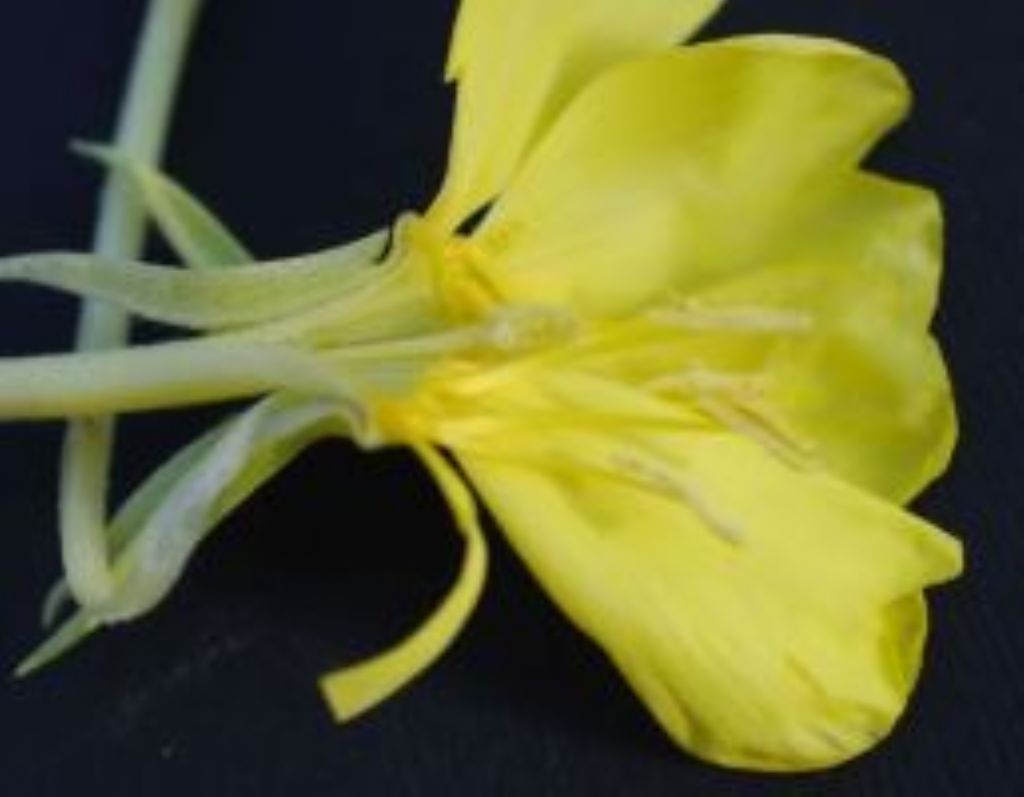 Oenothera..seguendo Soldano ... Oenothera stucchii