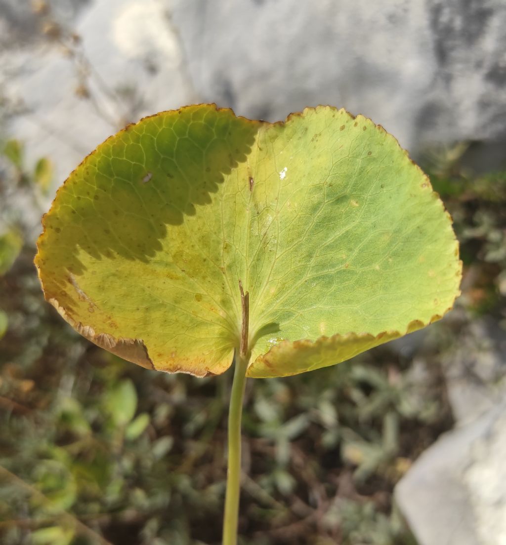 Solo una foglia....Ranunculus thora?  S