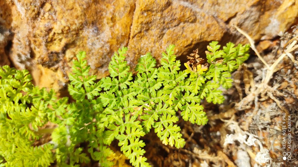 Daucus carota subsp hyspanicus?