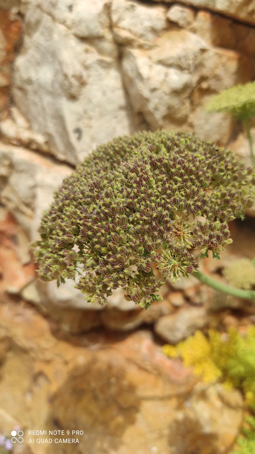 Daucus carota subsp hyspanicus?