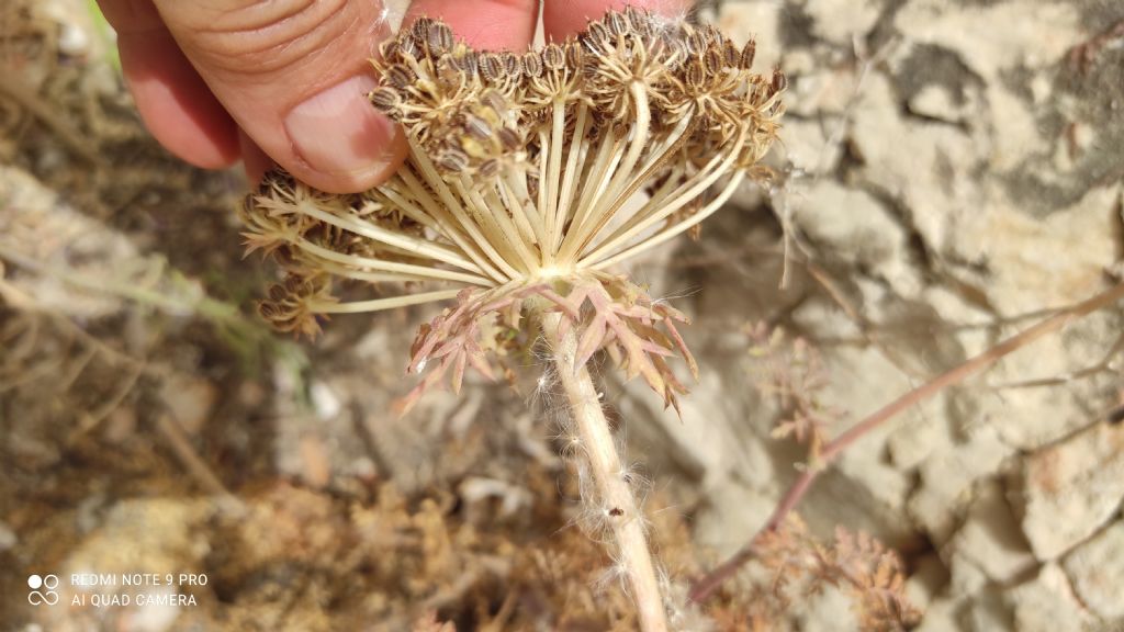 Daucus carota subsp hyspanicus?