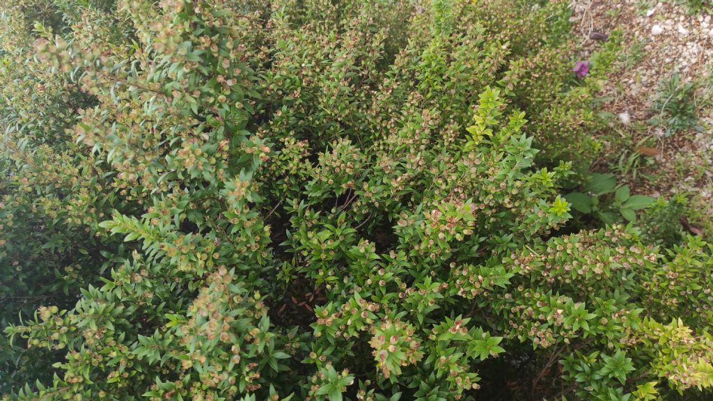 Myrtus communis subsp.tarentina?