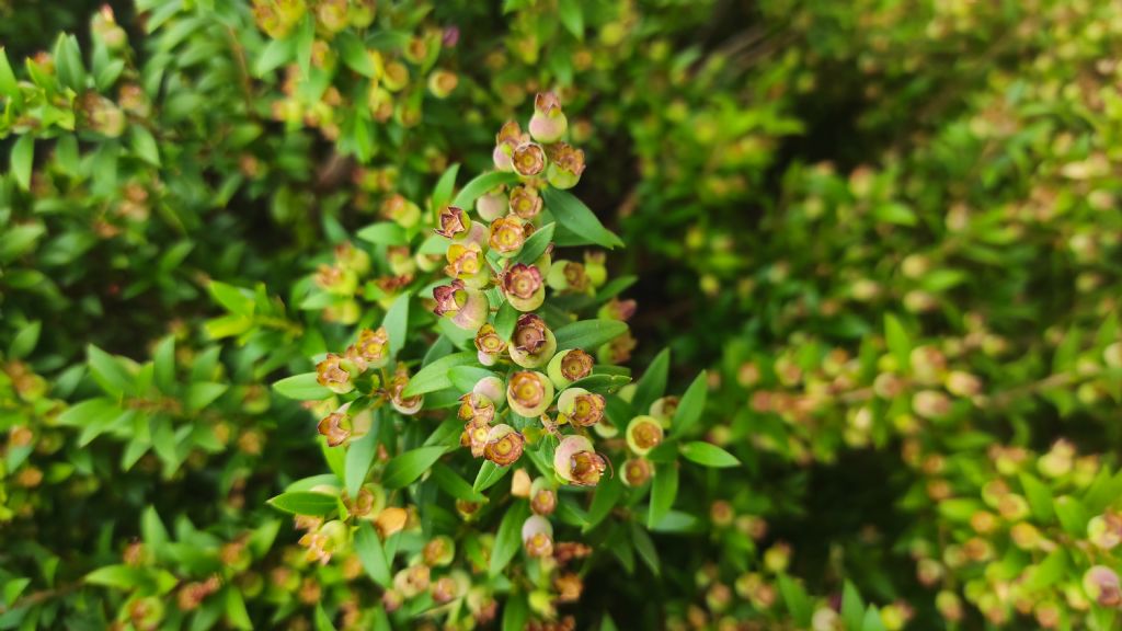 Myrtus communis subsp.tarentina?