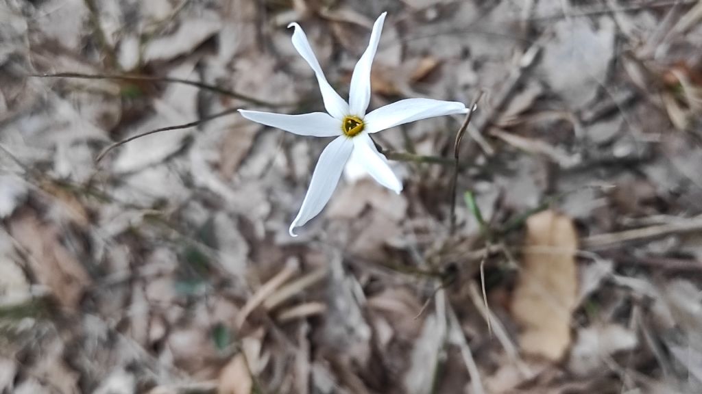 Narcissus miniatus  ?  S