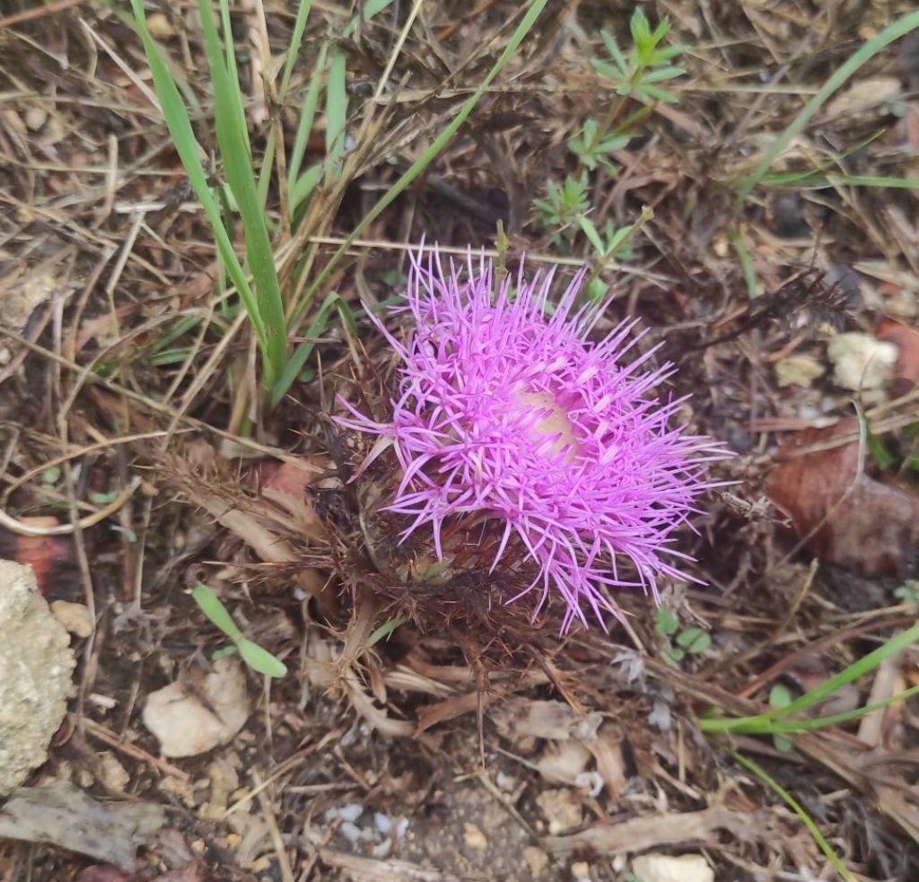 Carlina guttifera?  Carlina gummifera