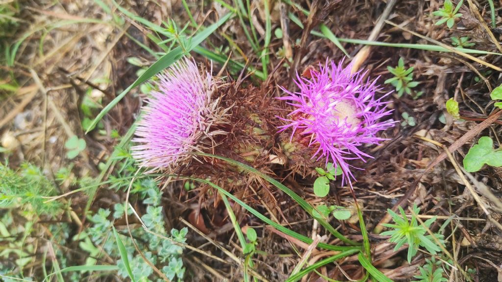 Carlina guttifera?  Carlina gummifera