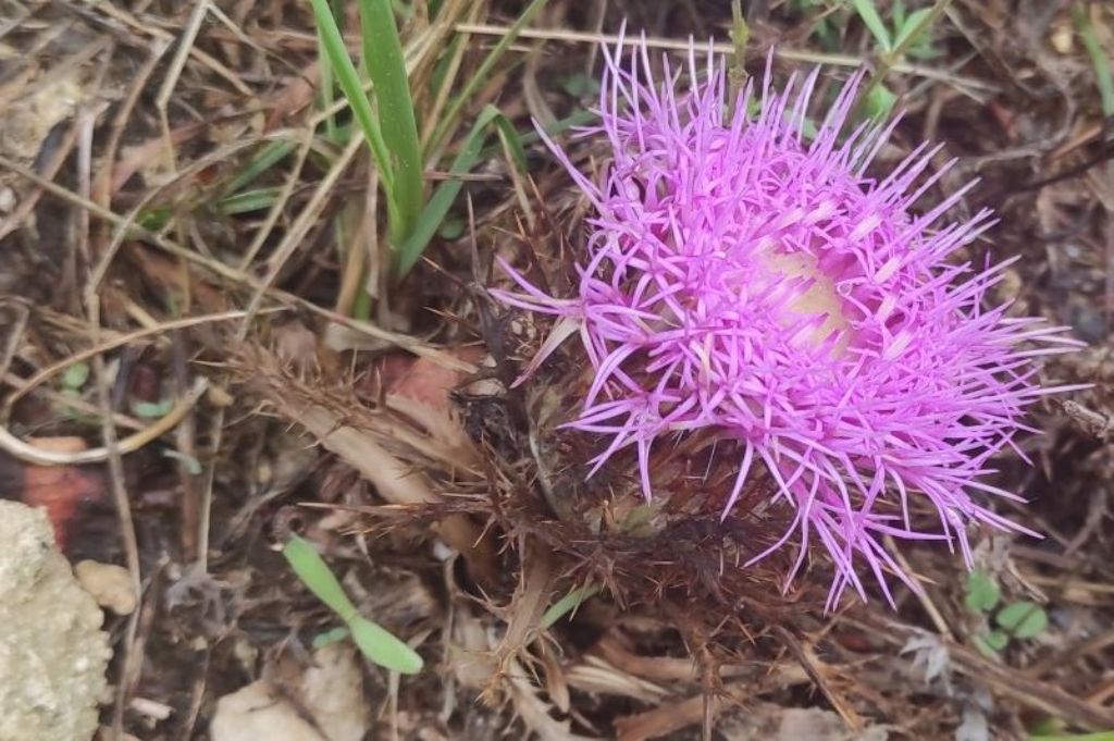 Carlina guttifera?  Carlina gummifera