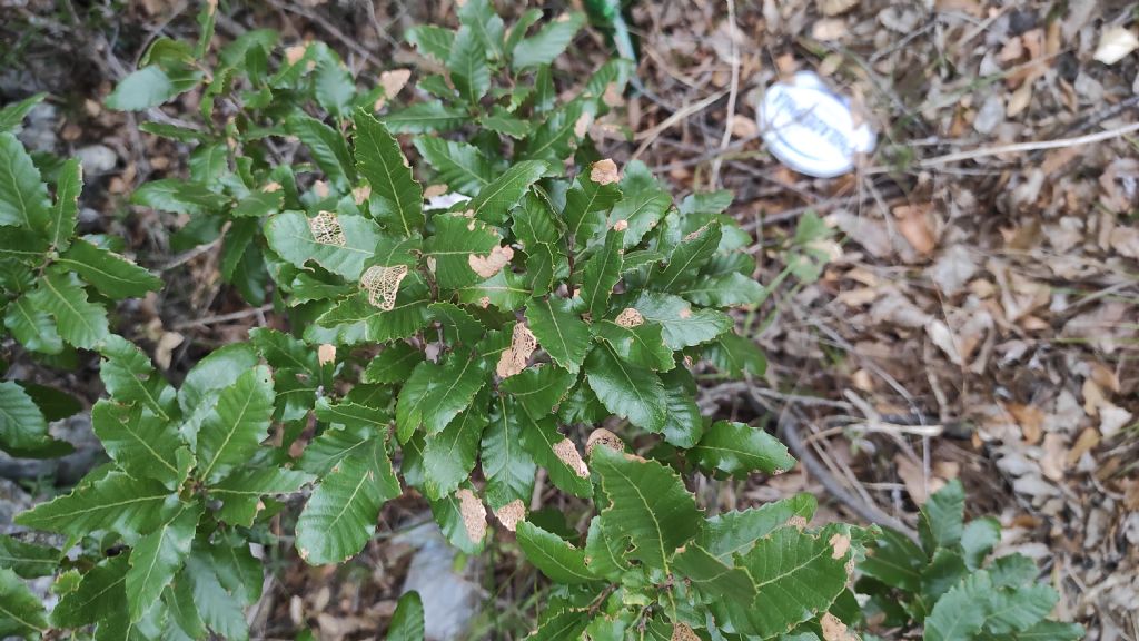 Quercus coccifera? No, Quercus trojana