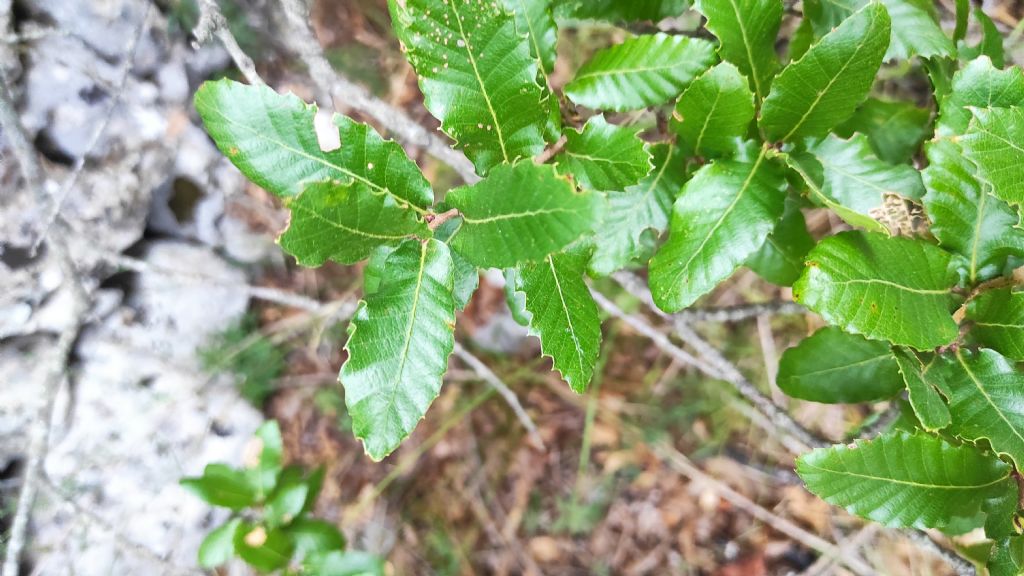 Quercus coccifera? No, Quercus trojana