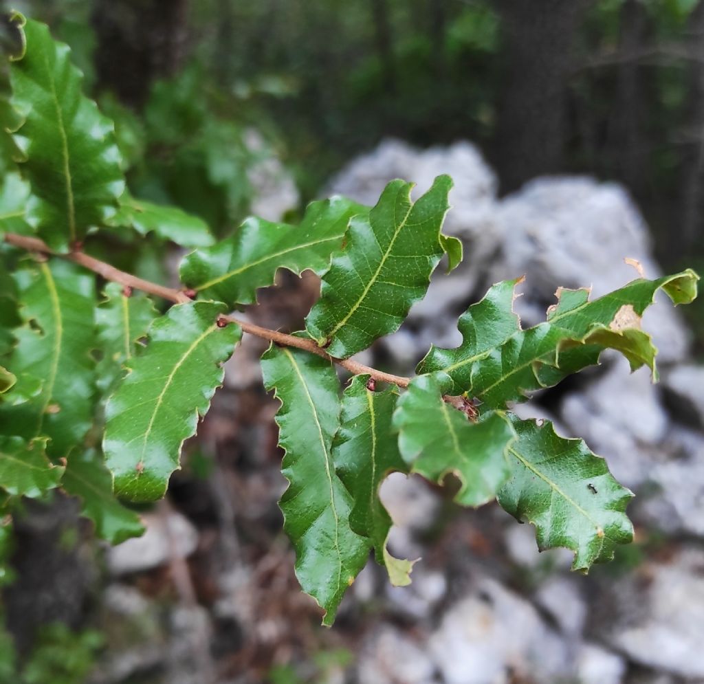 Quercus coccifera? No, Quercus trojana